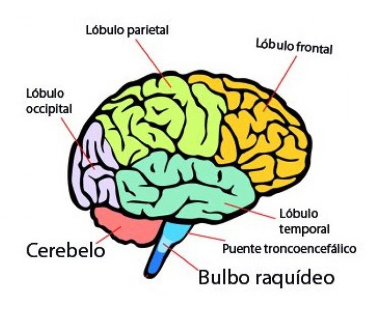 ANATOMÍA MACROSCÓPICA DEL ENCÉFALO Y SUS FUNCIONES TULIA OCAMPO GAVIRIA ANATOMÍA MACROSCÓPICA DEL ENCÉFALO Y SUS FUNCIONES TULIA OCAMPO GAVIRIA