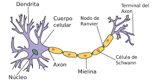 neurona presináptica etiquetada